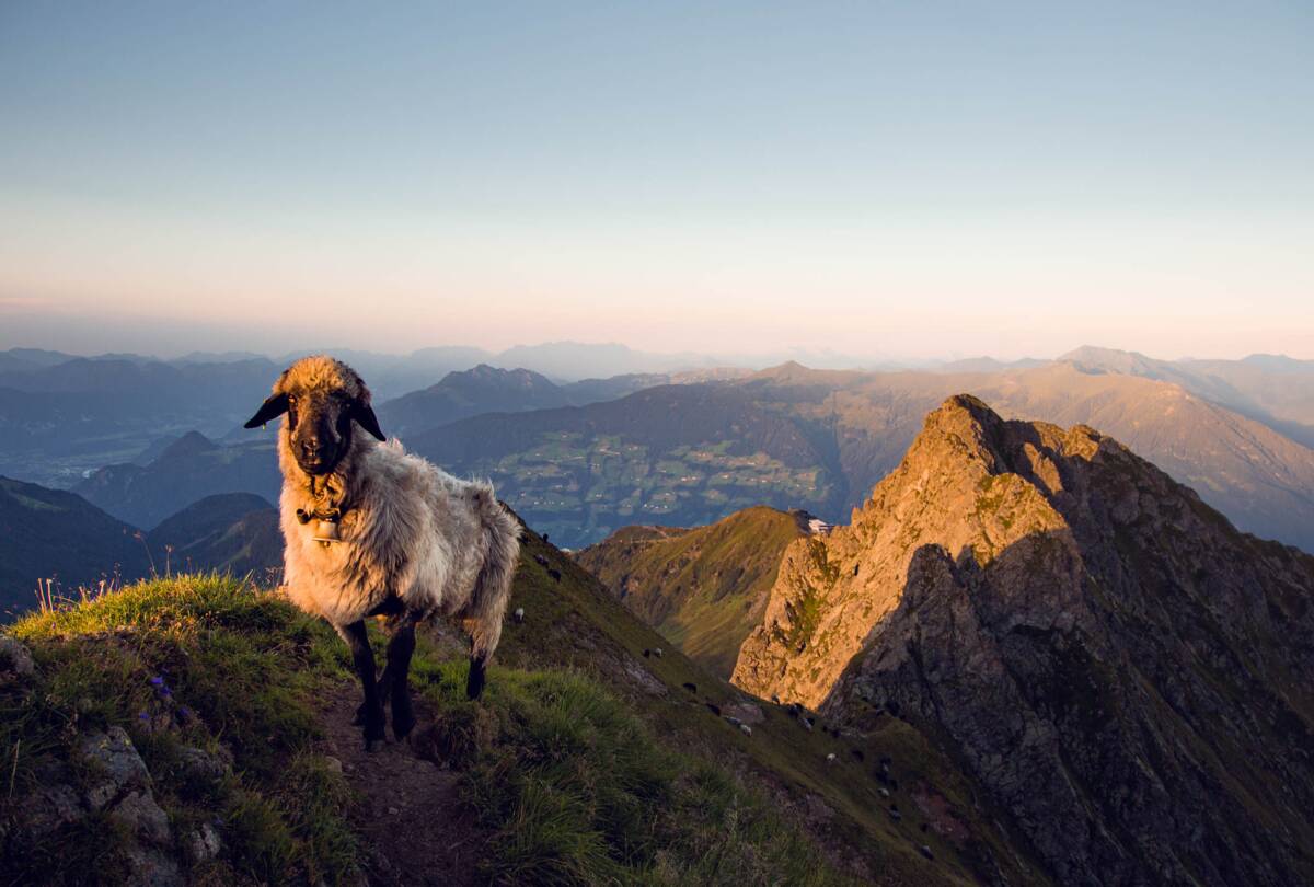 © Zillertal Tourismus